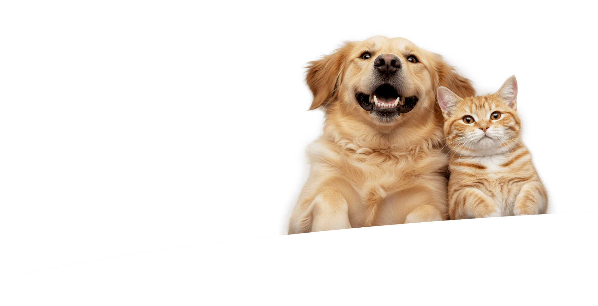 ANF 6Free+_Banner_Thú_1763716873.png