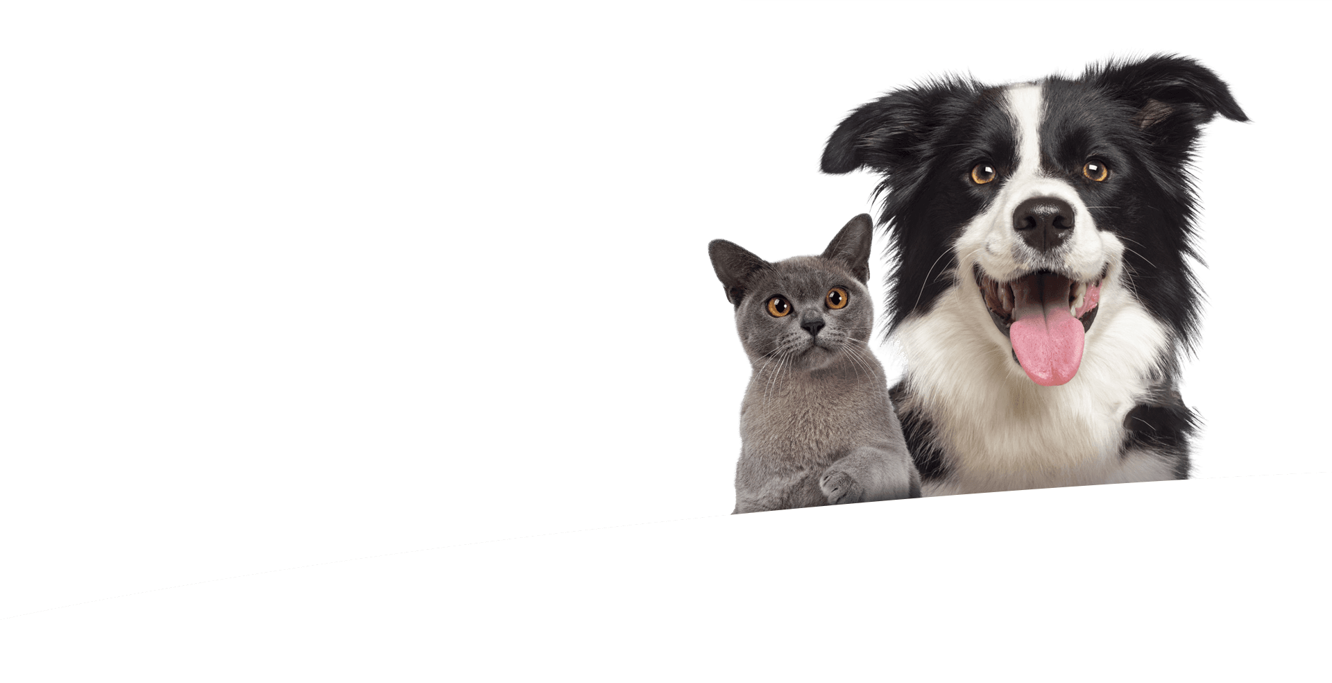 Ảnh con vật cho web copy_1763008887.png