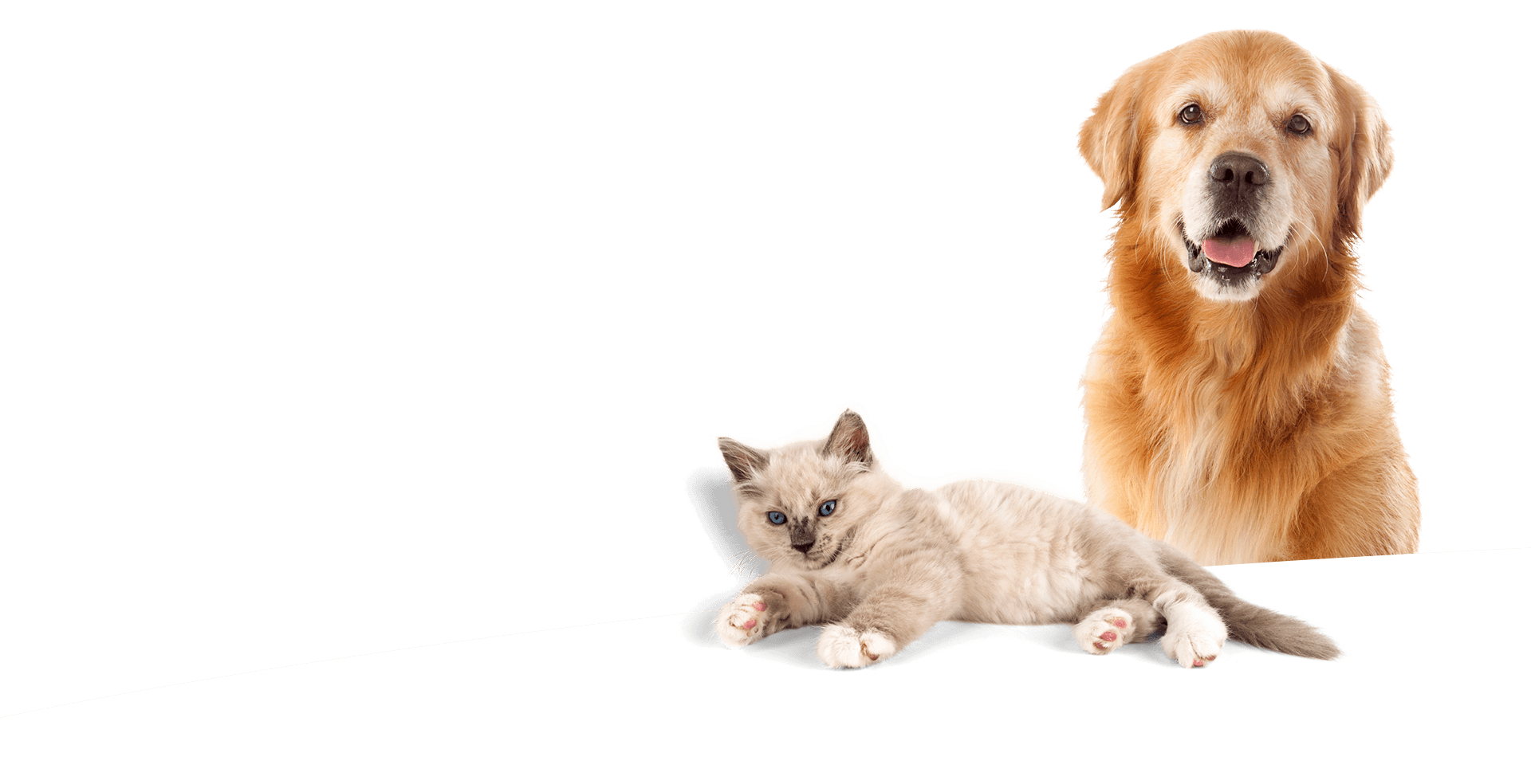 Ảnh CHÓ MÈO cho web_1763781671.png