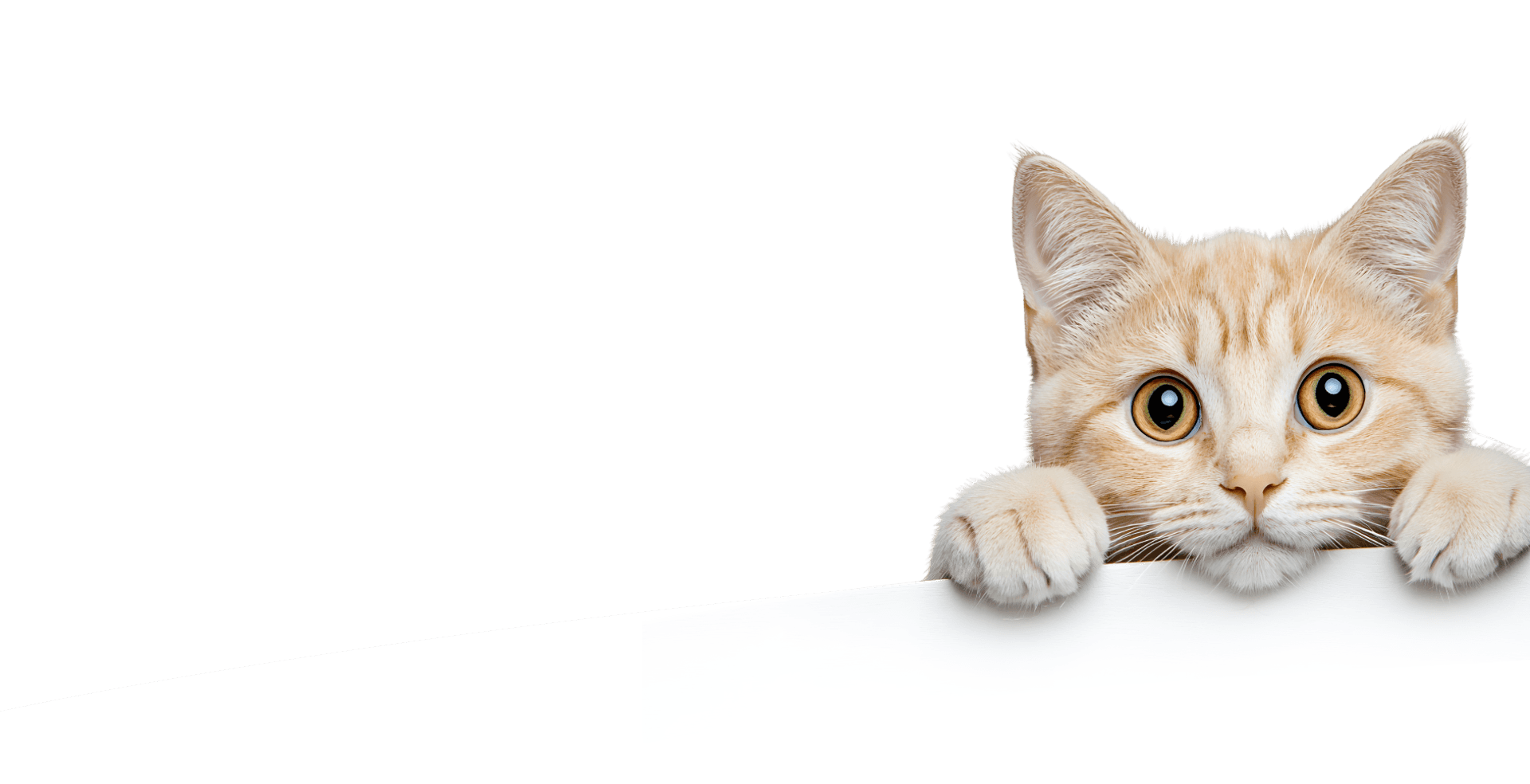 ảnh mèo catseye thường_1763717794.png