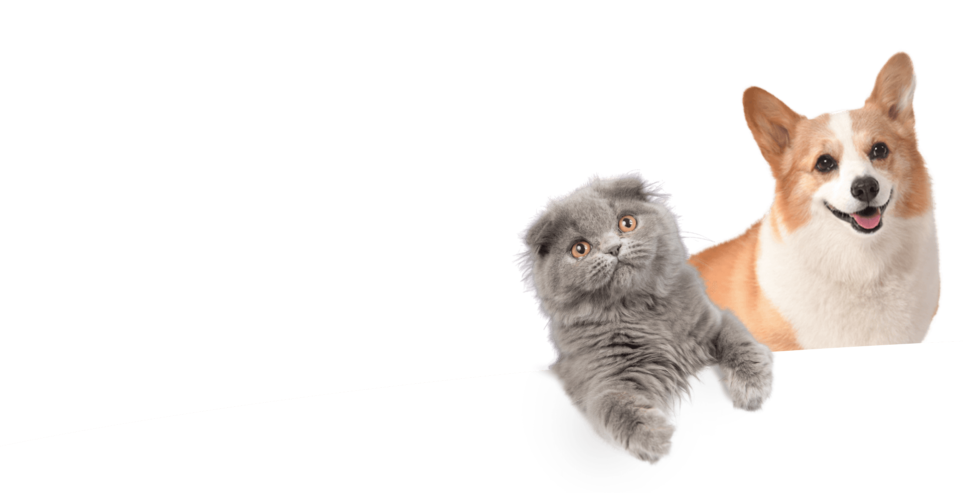 ẢNH CHÓ MÈO TODAY_1766482303.png